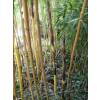 Bambu Phyllostachys vivax aureo.