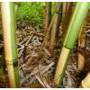 Bambu Phyllostachys vivax aureo.