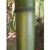 Bambu Phyllostachys vivax huang.