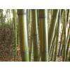 Bambu Phyllostachys vivax huang.