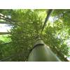 Bambu Phyllostachys vivax huang.