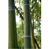 Bambu Phyllostachys viridis h.