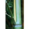 Bambu Phyllostachys viridis h.