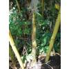 Bambu Phyllostachys viridis h.