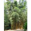 Bambu Phyllostachys viridis h.