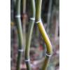 Bambu Phyllostachys aureo. Alata