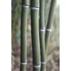 Bambu Phyllostachys aureo. Alata