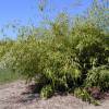 Bambu Phyllostachys flexuosa