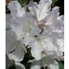 Rododendro yaku branco