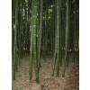 Bambu Phyllostachys vivax