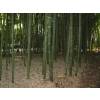 Bambu Phyllostachys vivax