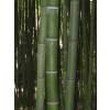 Bambu Phyllostachys vivax