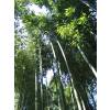 Bambu Phyllostachys vivax