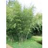 Bambu Phyllostachys nuda localis