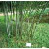 Bambu Phyllostachys nuda localis