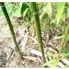 Bambu Phyllostachys stimulosa