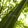 Bambu Phyllostachys viridiglau.