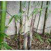 Bambu Phyllostachys viridiglau.