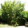 Bambu Phyllostachys viridiglau.
