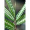 Bambu Pleioblastus variegatus