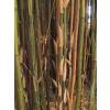 Bambu Semia. fastuosa