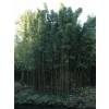 Bambu Semia. fastuosa