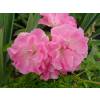 Roseira de Banks 'Rosea'