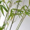 Bambu Fargesia nitida 'Winter Joy'