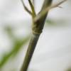 Bambu Fargesia nitida 'Winter Joy'