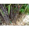 Bambu Fargesia nitida 'Volcano'