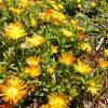 Delosperma cooperi Amarelo