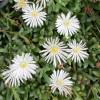 Delosperma cooperi branco