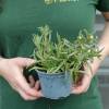 Delosperma cooperi branco