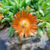 Delosperma cooperi laranja