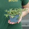 Delosperma cooperi laranja