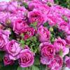Roseira Catherine de Mdicis