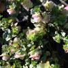 Orgo 'Kent Beauty'