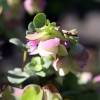 Orgo 'Kent Beauty'