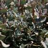 Sedum cauticola Lidakense