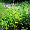 Agastache azul, Hissopo anisado