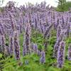 Agastache azul, Hissopo anisado