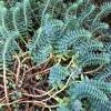 Eufrbia-da-Crsega