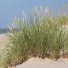 Ammofila, Grama-das-areias