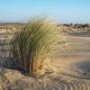 Ammofila, Grama-das-areias