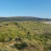 Ammofila, Grama-das-areias