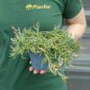 Delosperma cooperi vermelho