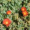 Delosperma bicolor