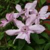 Clematite 'Hagley Hybrid'