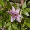 Clematite 'Hagley Hybrid'