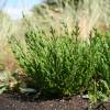 Salic�rnia